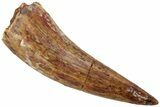 Fossil Phytosaur Tooth - New Mexico #219347-1